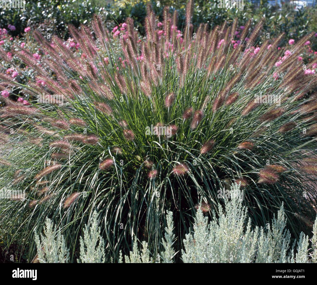 Pennisetum alopecuroides - `Woodside'   GRA105203 Stock Photo